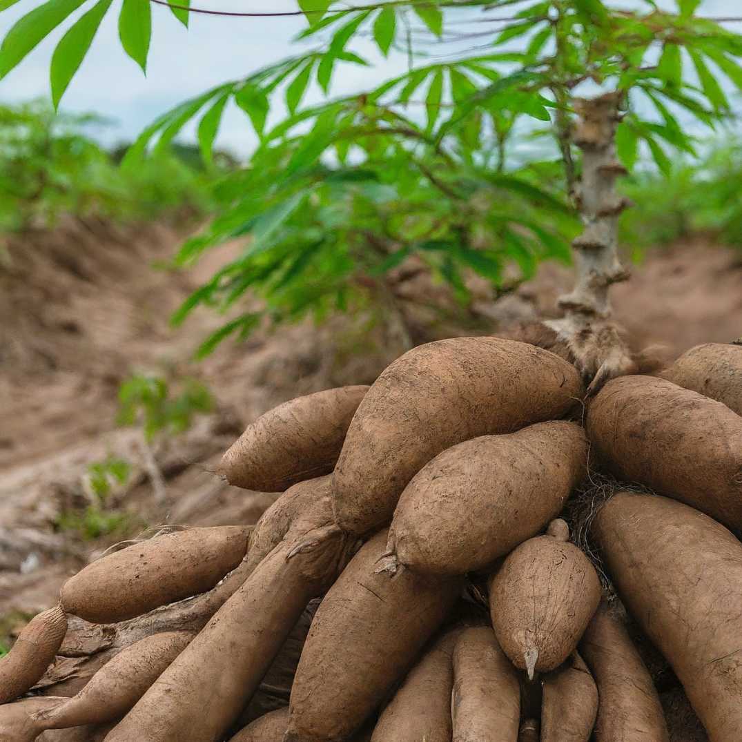 Cassava farming at Olamide Agro Smart City
